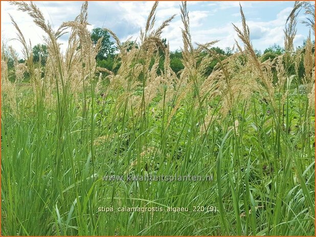 Stipa calamagrostis &#39;Algäu&#39; | Vedergras | Silberährengras