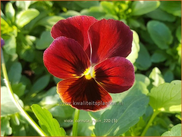 Viola cornuta 'Rubin' | Hoornviooltje, Viooltje | Hornveilchen