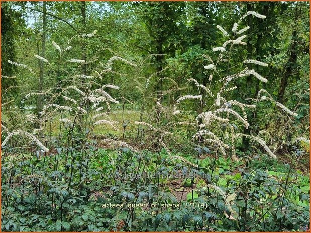 Actaea &#39;Queen of Sheba&#39; | Zilverkaars, Oktoberkaars, Christoffelkruid | Oktober-Silberkerze