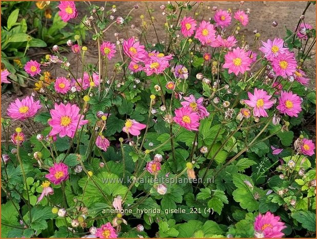 Anemone hybrida &#39;Giselle&#39; | Herfstanemoon, Japanse anemoon, Anemoon | Herbstanemone