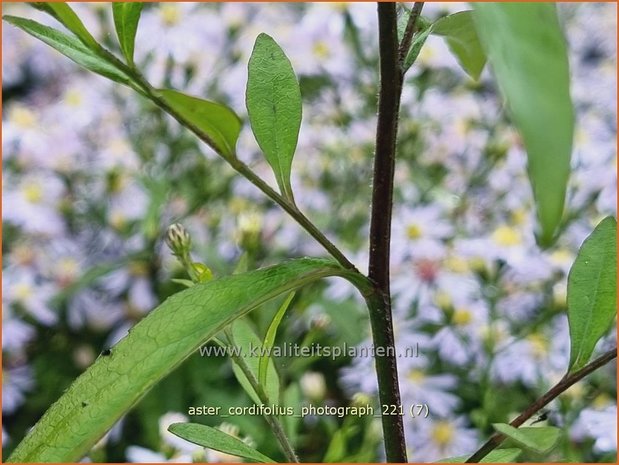Aster cordifolius 'Photograph' | Hartbladaster, Aster | Herzblättrige Schleier-Aster