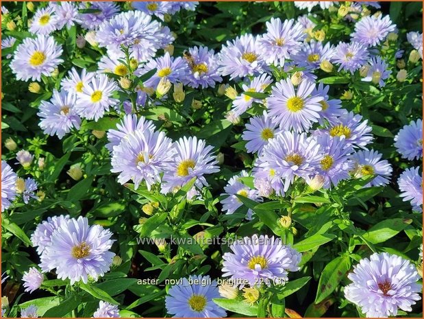 Aster novi-belgii &#39;Brigitte&#39; | Nieuw-Nederlandse aster, Herfstaster, Aster | Glattblatt-Aster