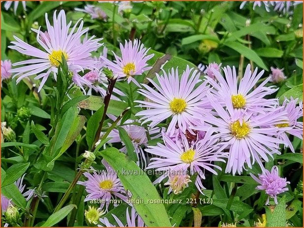 Aster novi-belgii &#39;Rosenquarz&#39; | Nieuw-Nederlandse aster, Herfstaster, Aster | Glattblatt-Aster