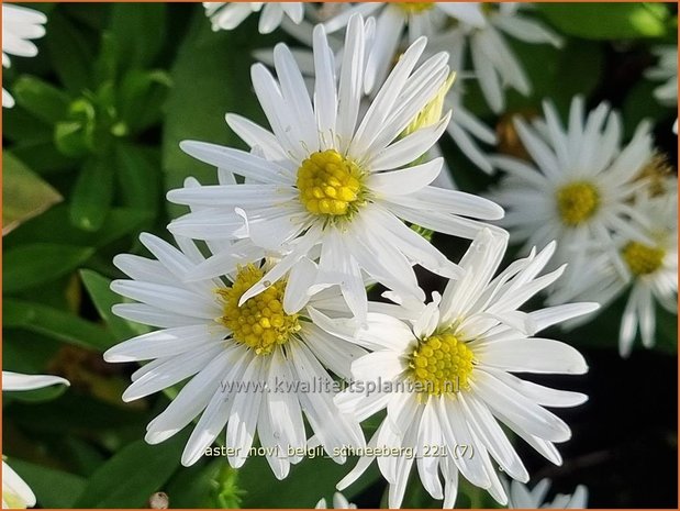 Aster novi-belgii &#39;Schneeberg&#39; | Nieuw-Nederlandse aster, Herfstaster, Aster | Glattblatt-Aster