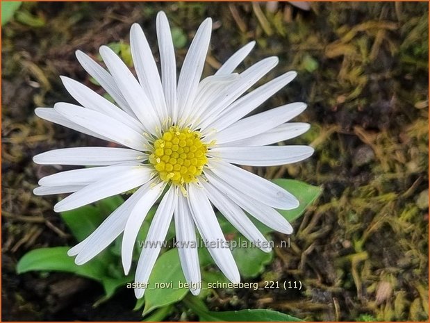 Aster novi-belgii &#39;Schneeberg&#39; | Nieuw-Nederlandse aster, Herfstaster, Aster | Glattblatt-Aster