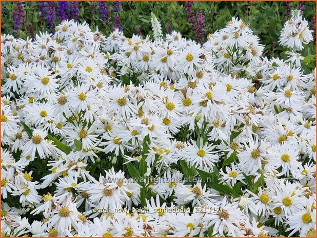 Aster novi-belgii &#39;Schneeberg&#39; | Nieuw-Nederlandse aster, Herfstaster, Aster | Glattblatt-Aster