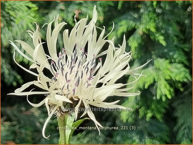 Centaurea montana 'Sulphurea' | Bergkorenbloem, Bergcentaurie, Korenbloem, Centaurie | Berg-Flockenblume