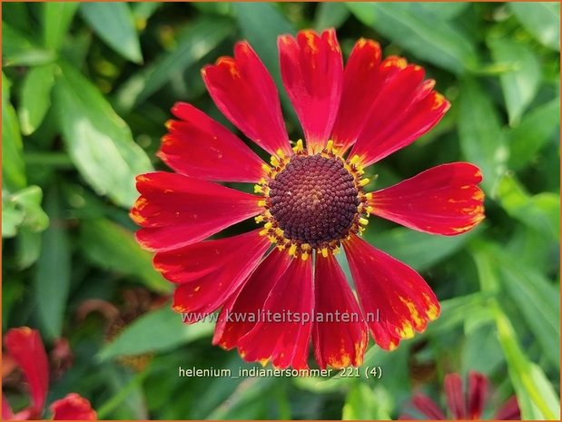 Helenium 'Indianersommer' | Zonnekruid | Sonnenbraut