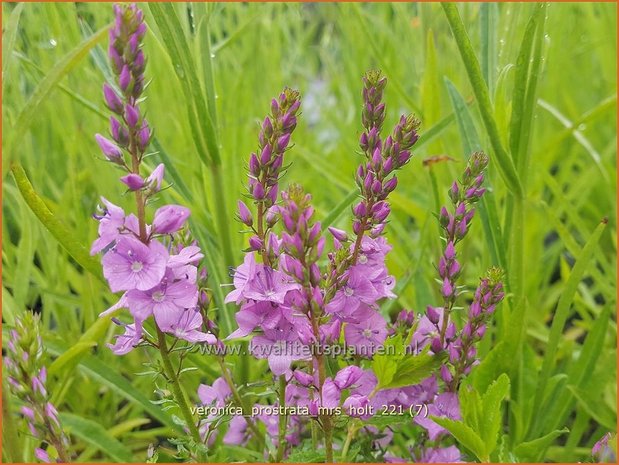 Veronica prostrata &#39;Mrs Holt&#39; | Liggende ereprijs, Ereprijs | Niederliegender Ehrenpreis