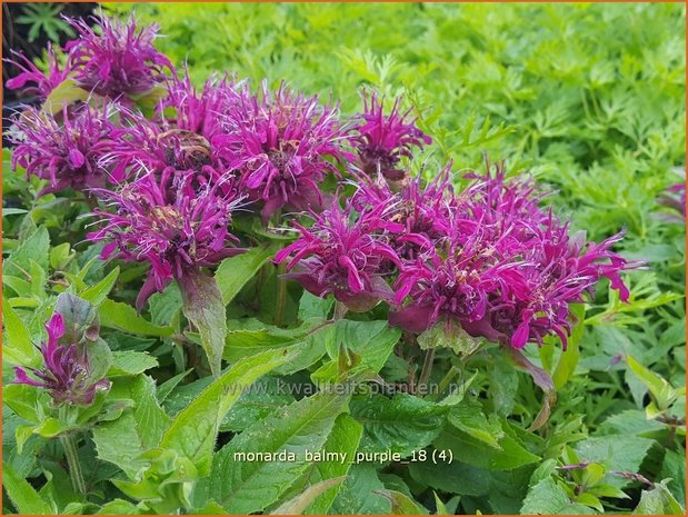 Monarda &#39;Balmy Purple&#39; | Bergamotplant, Indianennetel | Indianernessel