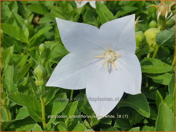 Platycodon grandiflorus &#39;Astra White&#39; | Ballonklokje | Ballonblume