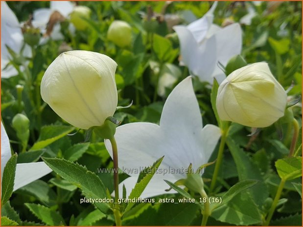 Platycodon grandiflorus &#39;Astra White&#39; | Ballonklokje | Ballonblume