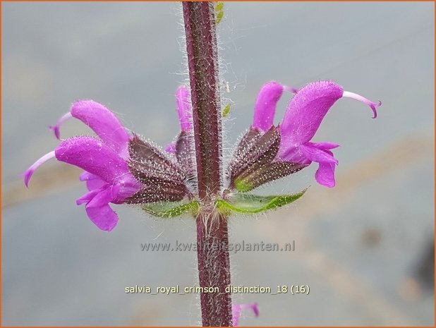 Salvia &#39;Royal Crimson Distinction&#39; | Salie, Salvia | Salbei