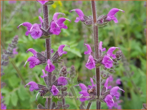 Salvia &#39;Royal Crimson Distinction&#39; | Salie, Salvia | Salbei