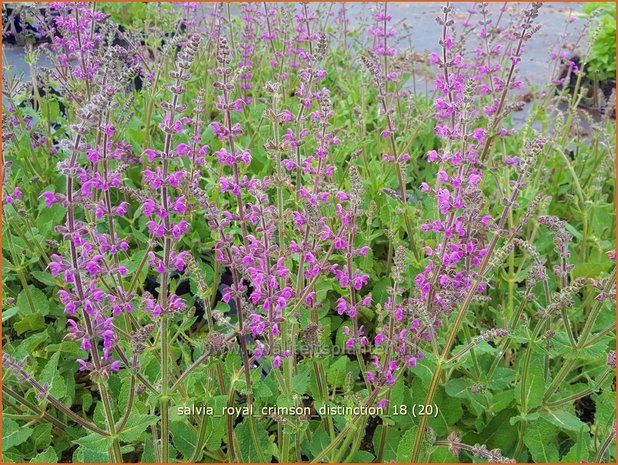 Salvia &#39;Royal Crimson Distinction&#39; | Salie, Salvia | Salbei