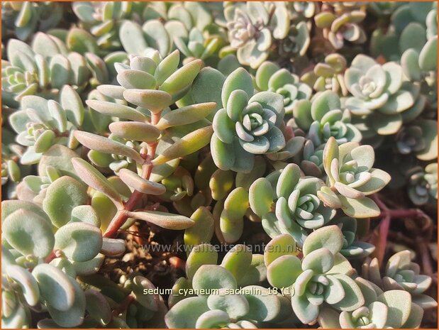 Sedum cyaneum &#39;Sachalin&#39; | Vetkruid | Blaugraues Fettblatt