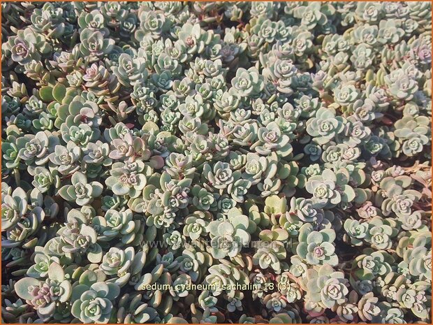 Sedum cyaneum &#39;Sachalin&#39; | Vetkruid | Blaugraues Fettblatt