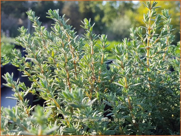 Thymus richardii &#39;Peter Davis&#39; | Tijm | Thymian