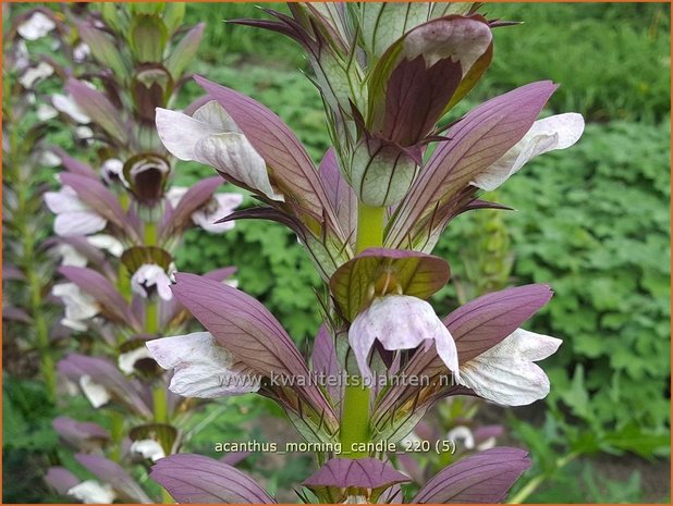 Acanthus &#39;Morning Candle&#39; | Stekelige berenklauw, Akant | Bärenklau