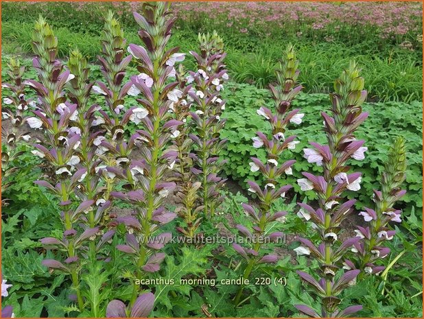 Acanthus &#39;Morning Candle&#39; | Stekelige berenklauw, Akant | Bärenklau