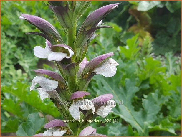 Acanthus hungaricus | Hongaarse berenklauw, Akant | Balkan-Bärenklau