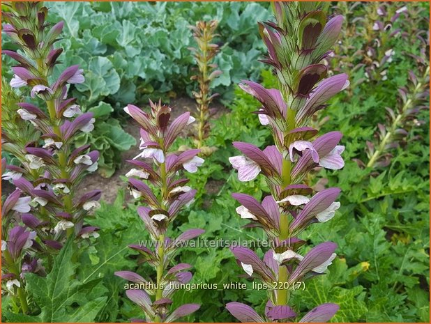 Acanthus hungaricus &#39;White Lips&#39; | Hongaarse berenklauw, Akant | Balkan-Bärenklau