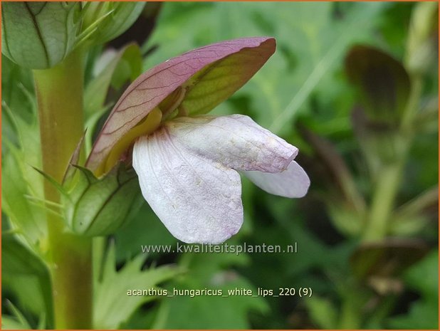 Acanthus hungaricus 'White Lips' | Hongaarse berenklauw, Akant | Balkan-Bärenklau