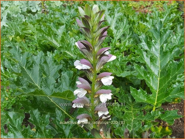 Acanthus mollis &#39;Latifolius&#39; | Zachte akant, Akant | Weiche Bärenklau