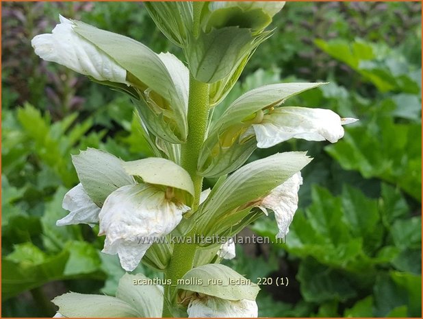 Acanthus mollis &#39;Rue Ledan&#39; | Zachte akant, Akant | Weiche Bärenklau