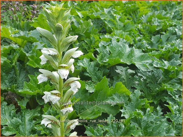 Acanthus mollis &#39;Rue Ledan&#39; | Zachte akant, Akant | Weiche Bärenklau