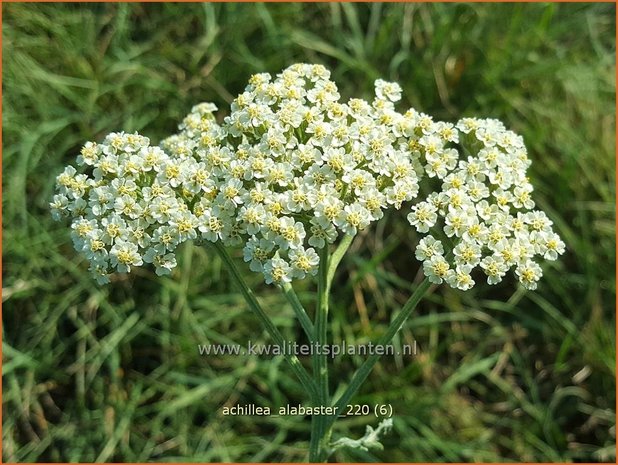 Achillea 'Alabaster' | Duizendblad | Garbe