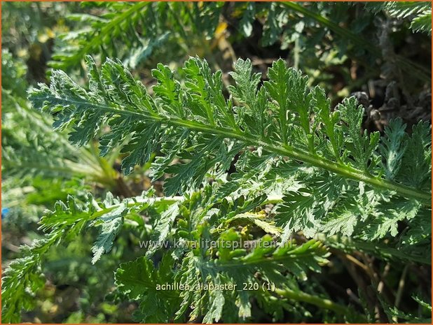 Achillea 'Alabaster' | Duizendblad | Garbe
