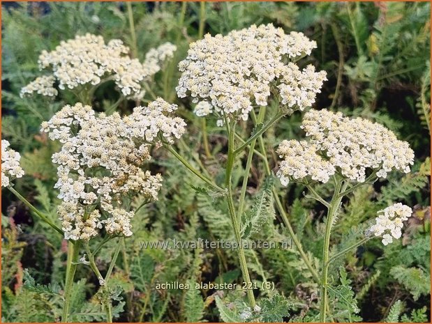 Achillea 'Alabaster' | Duizendblad | Garbe