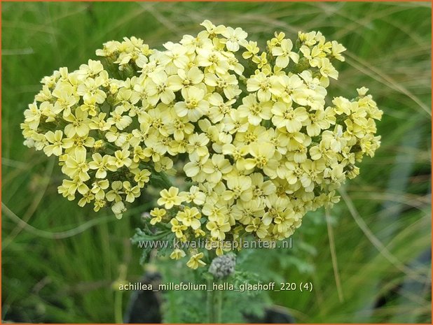 Achillea millefolium &#39;Hella Glashoff&#39; | Duizendblad | Gewöhnliche Schafgarbe
