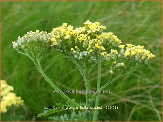 Achillea millefolium &#39;Hella Glashoff&#39; | Duizendblad | Gewöhnliche Schafgarbe