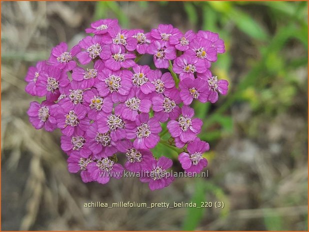 Achillea millefolium &#39;Pretty Belinda&#39; | Duizendblad | Gewöhnliche Schafgarbe