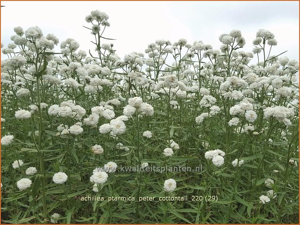 Achillea ptarmica 'Peter Cottontail' | Hemdsknoopjes, Bertram, Duizendblad | Bertrams-Garbe