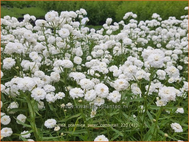 Achillea ptarmica 'Peter Cottontail' | Hemdsknoopjes, Bertram, Duizendblad | Bertrams-Garbe