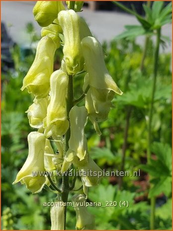 Aconitum vulparia | Monnikskap | Fuchs-Eisenhut