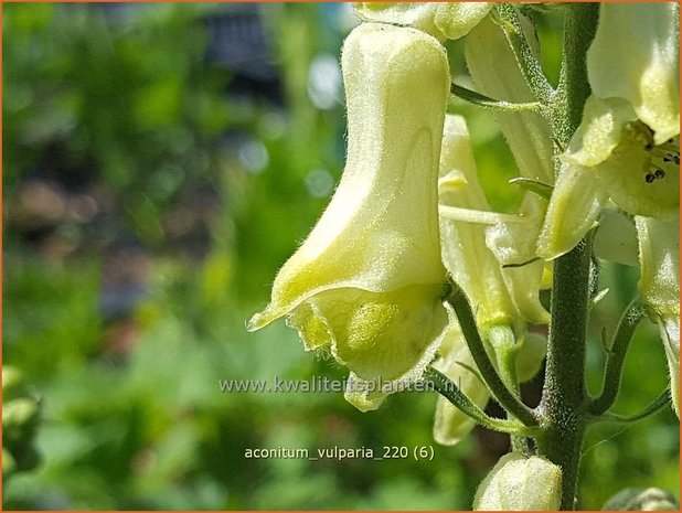 Aconitum vulparia | Monnikskap | Fuchs-Eisenhut