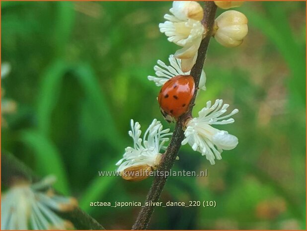 Actaea japonica &#39;Silver Dance&#39; | Zilverkaars, Oktoberkaars, Christoffelkruid | Herbst-Silberkerze