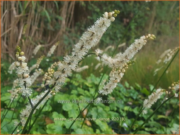 Actaea japonica 'Silver Dance' | Zilverkaars, Oktoberkaars, Christoffelkruid | Herbst-Silberkerze