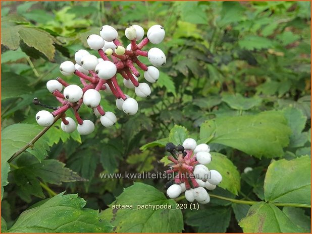 Actaea pachypoda | Christoffelkruid | Weißfrüchtiges Christophskraut