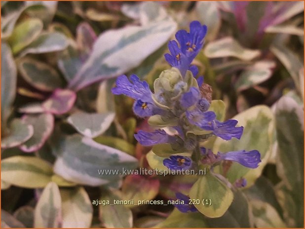 Ajuga tenorii &#39;Princess Nadia&#39; | Zenegroen | Kriechender Günsel