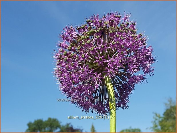 Allium 'Stratos' | Sierui, Look | Lauch