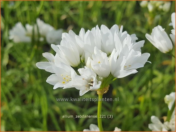 Allium zebdanense | Bochtig look, Look | Lauch