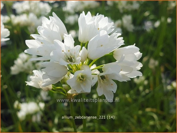 Allium zebdanense | Bochtig look, Look | Lauch