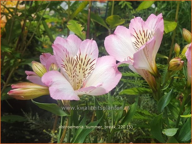 Alstroemeria 'Summer Break' | Incalelie, Peruviaanse lelie | Inkalilie
