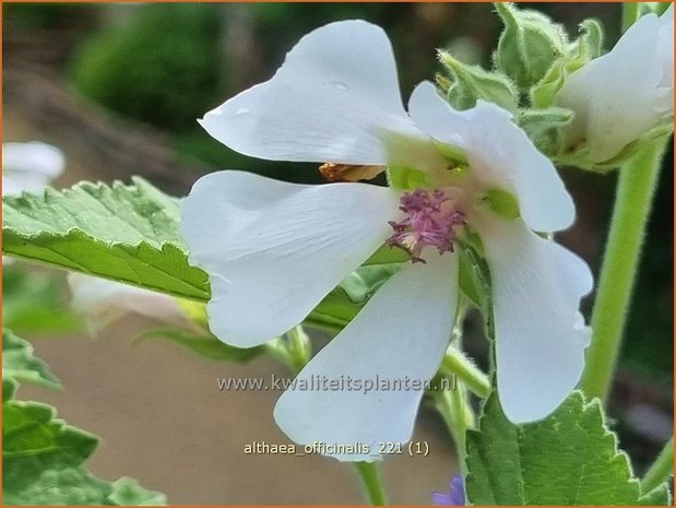 Althaea officinalis | Echte heemst, Heemst | Gebräuchlicher Eibisch | Common Marsh Mallow