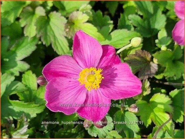 Anemone hupehensis 'Little Summer Breeze' | Herfstanemoon, Japanse anemoon, Anemoon | Herbstanemone